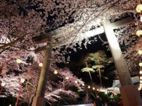 【鬼怒川】夜桜まつり